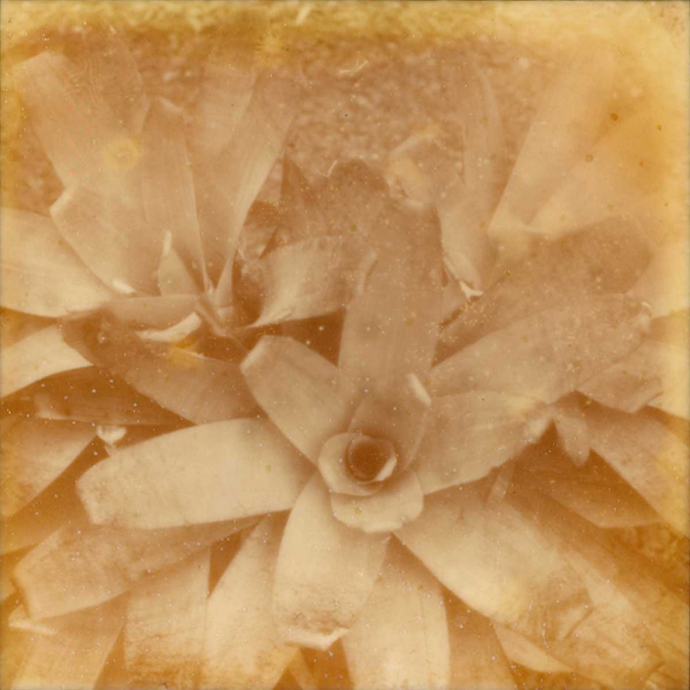 Halia Aloha I