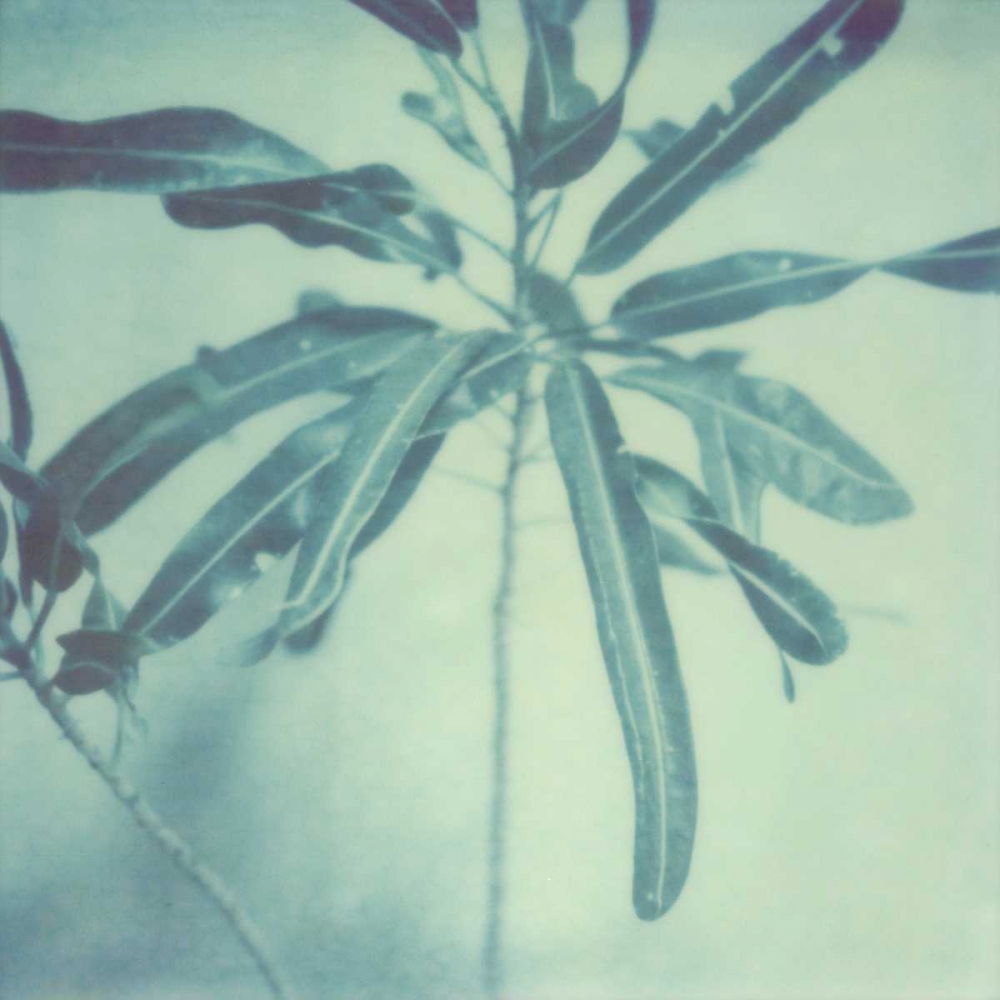 Color Shade VIII