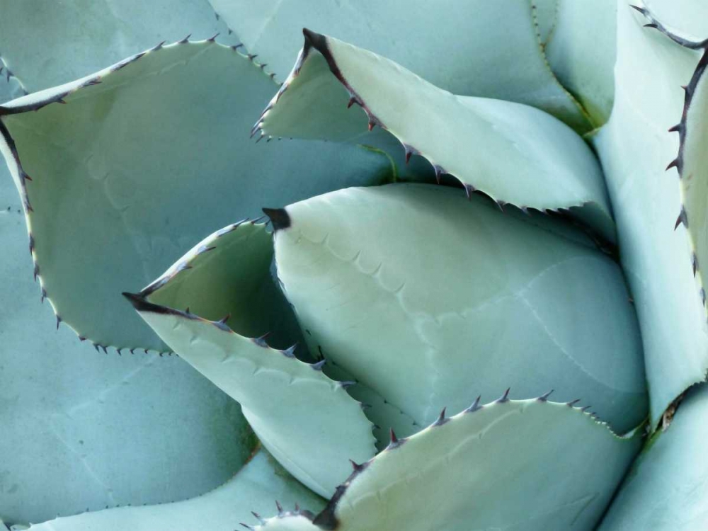 Agave Detail I