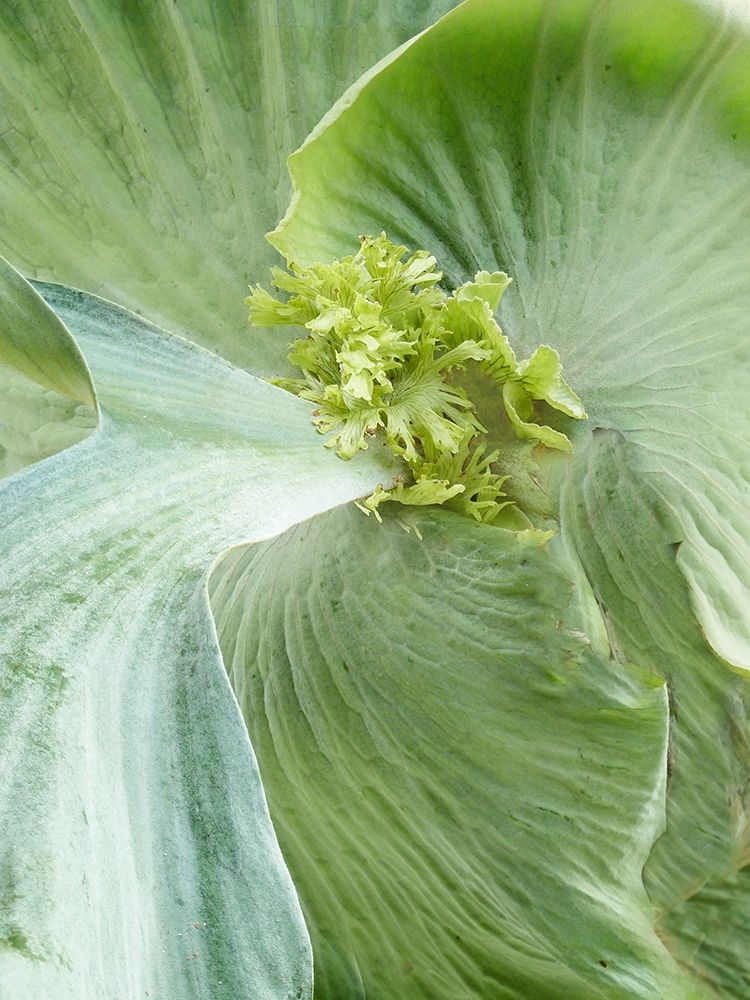 Banana Leaf II