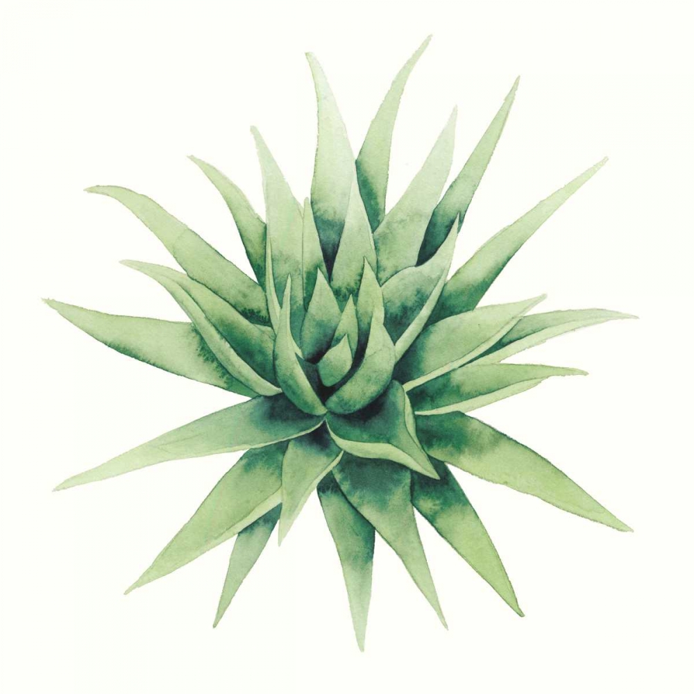 Tropical Plant III