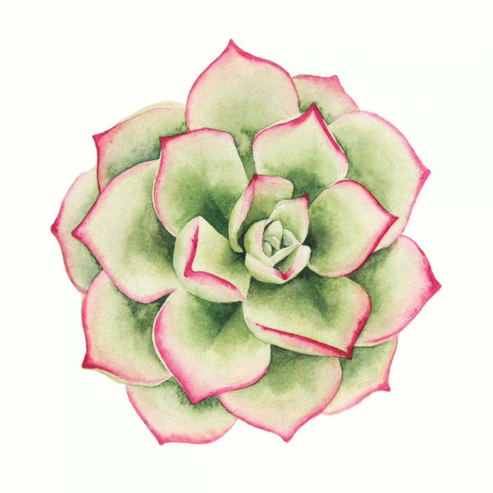 Tropical Plant IV