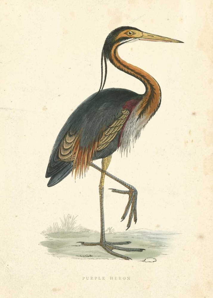 Vintage Purple Heron
