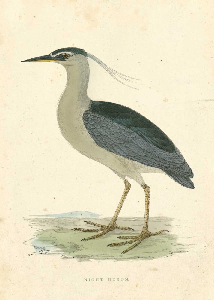Vintage Night Heron