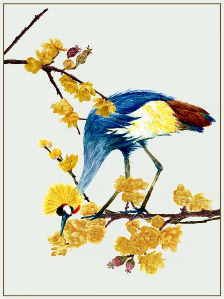 Chimonanthus Praecox I