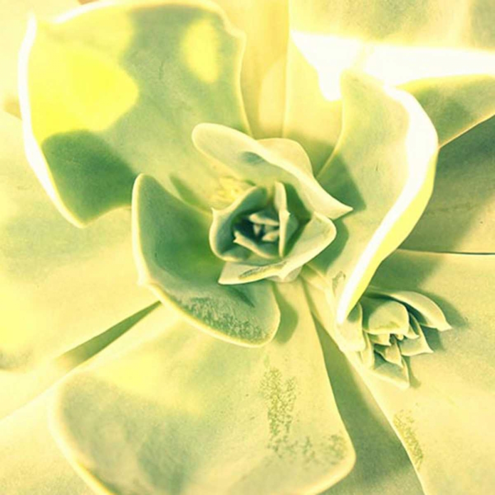 Succulent I