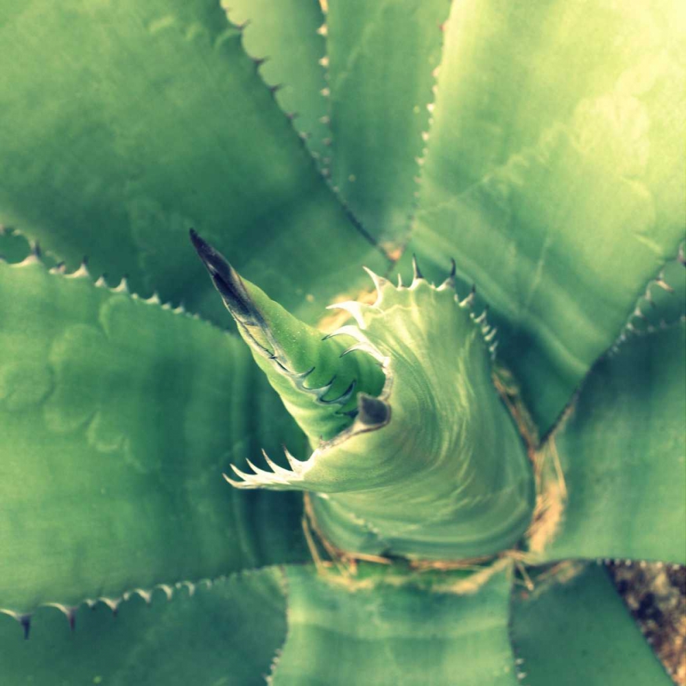 Succulent II