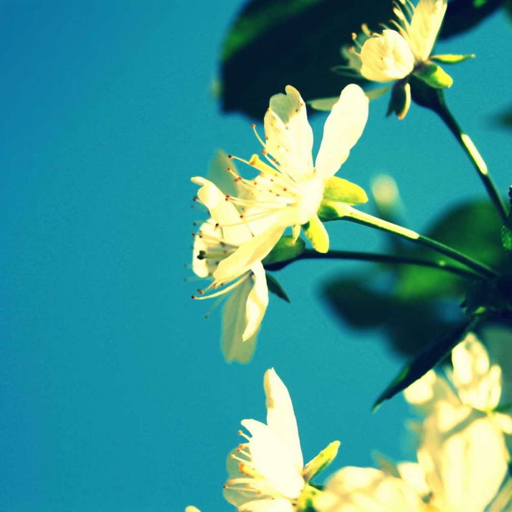 Summer Blossom I