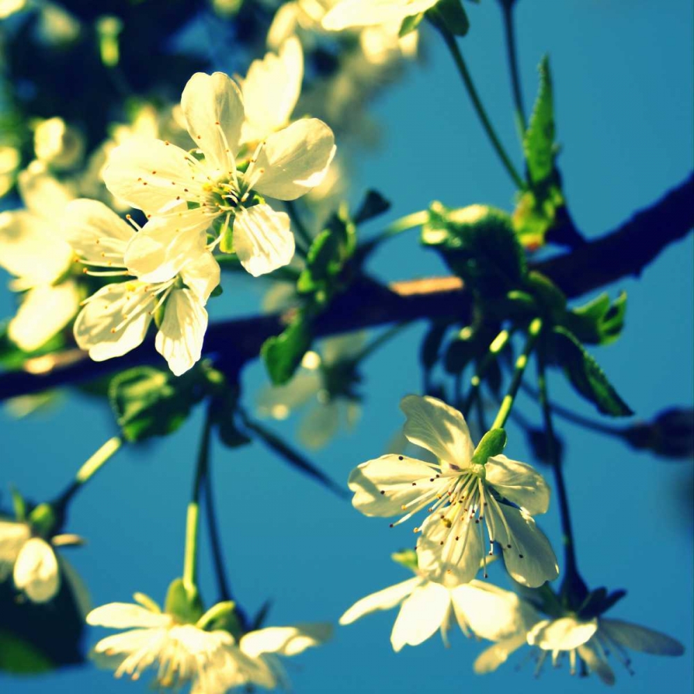 Summer Blossom II