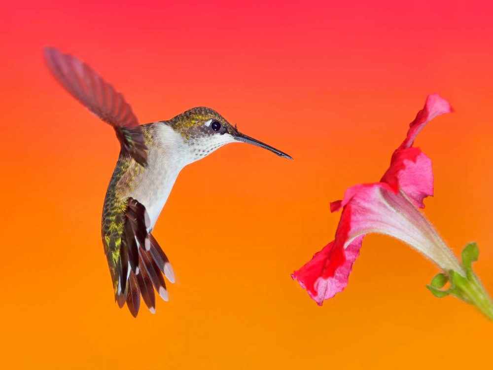 The Flower Dance I