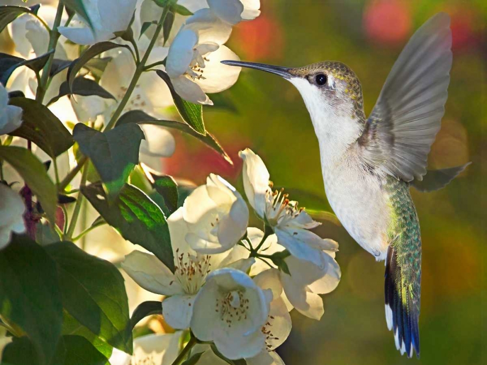 The Flower Dance II