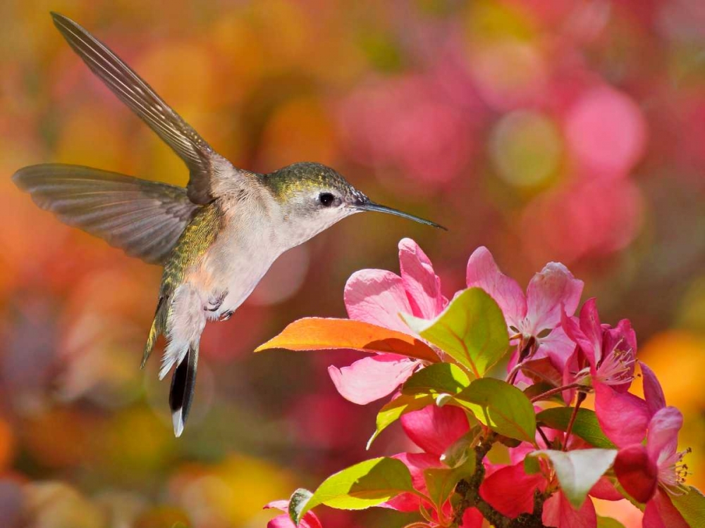 The Flower Dance IX