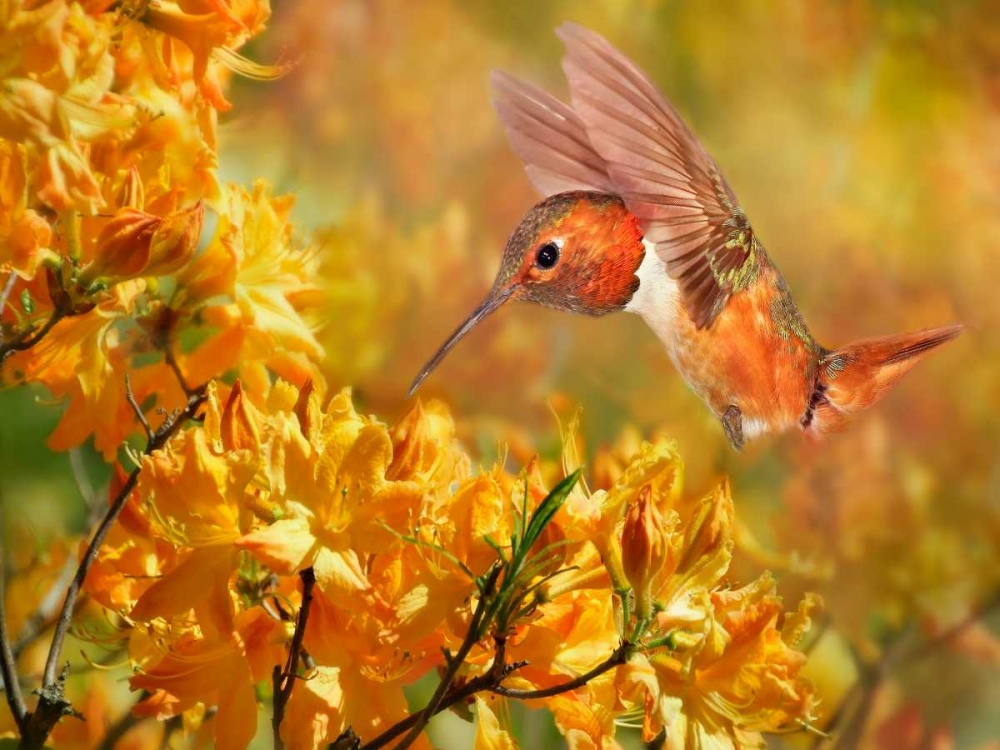 The Flower Dance XI