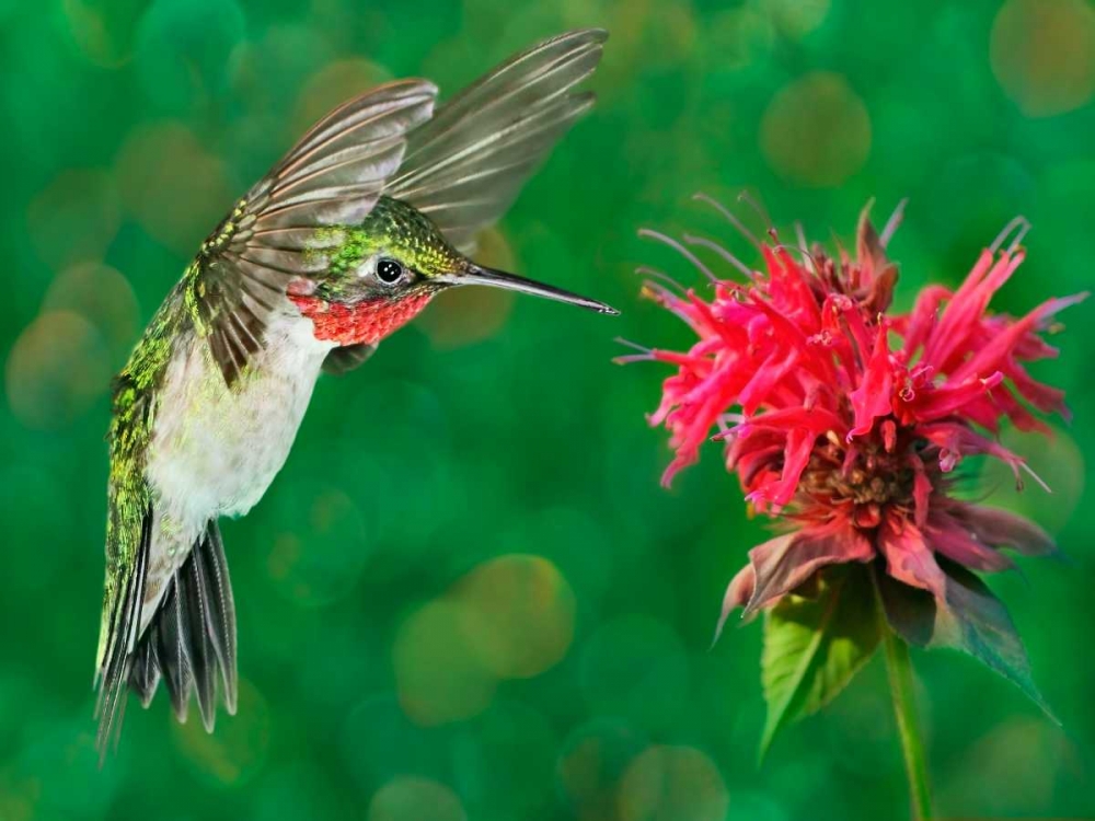The Flower Dance XII