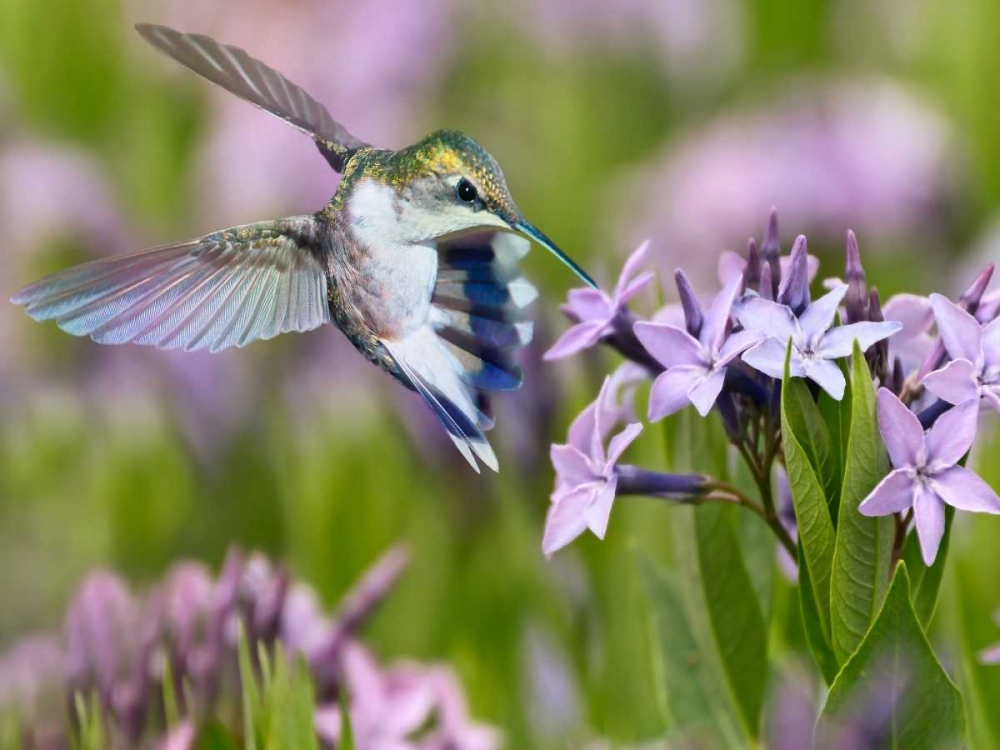 The Flower Dance XIII