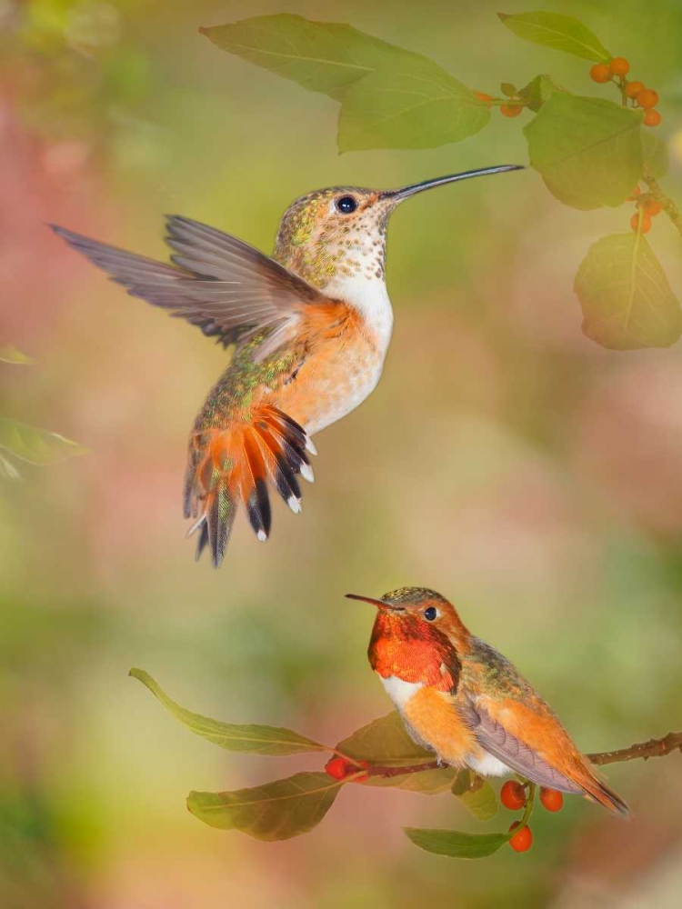 The Flower Dance XVI