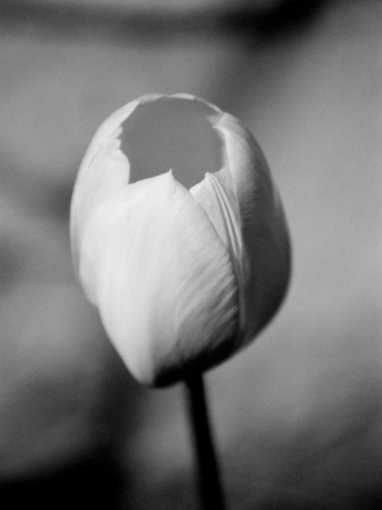 Floral Portrait I