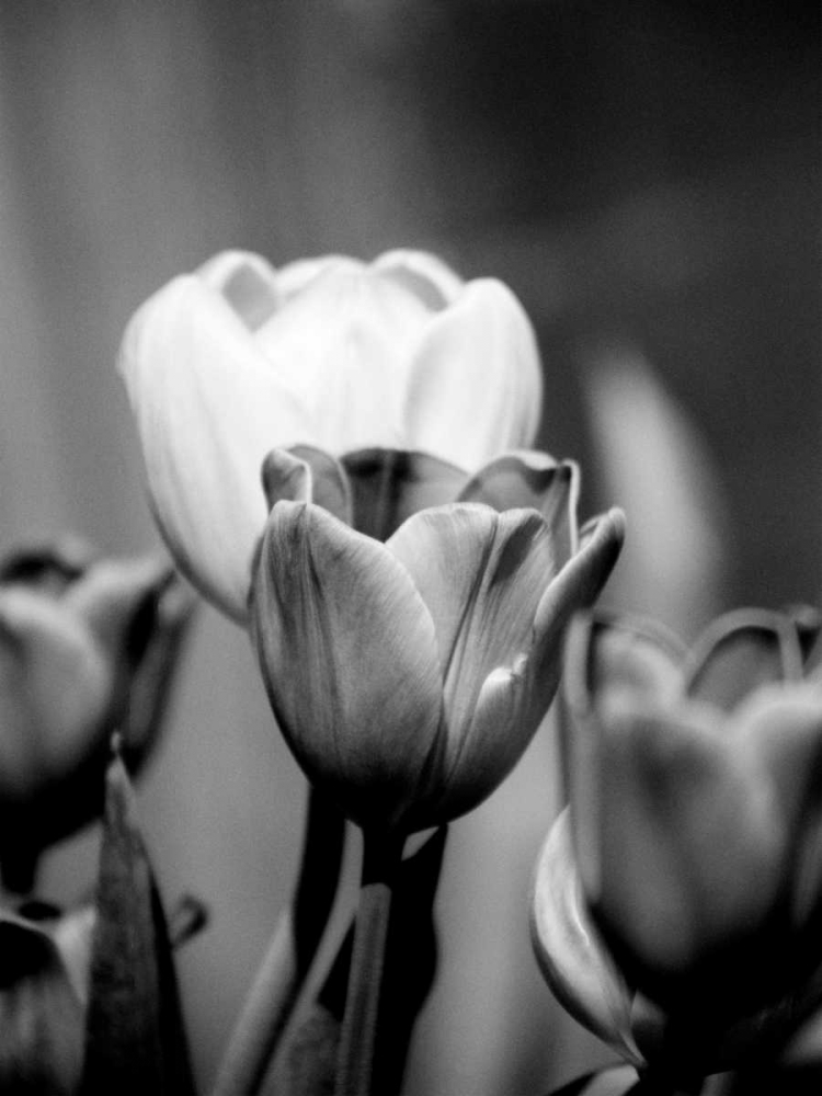Floral Portrait II