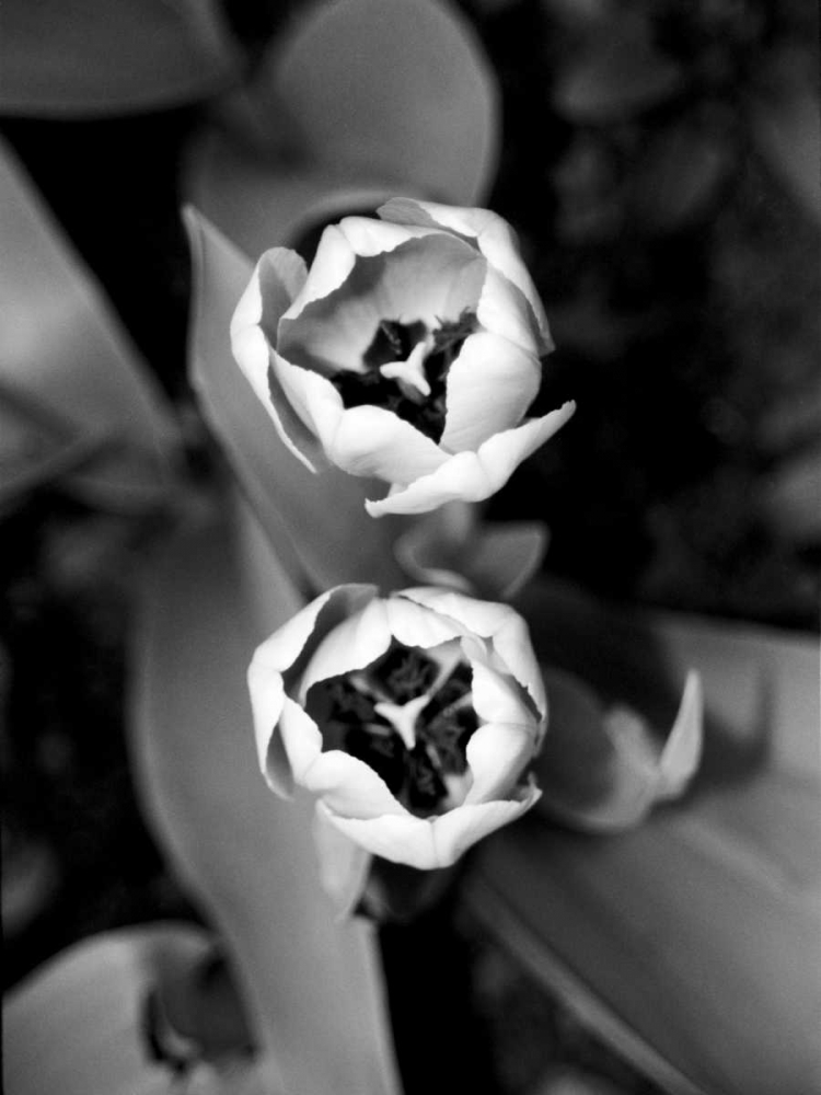 Floral Portrait IV