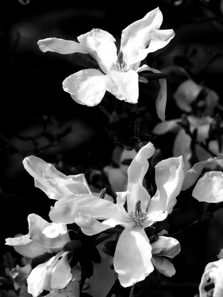 Floral Portrait VI