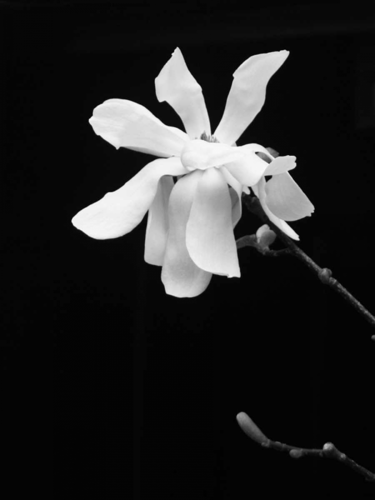 Floral Portrait VII