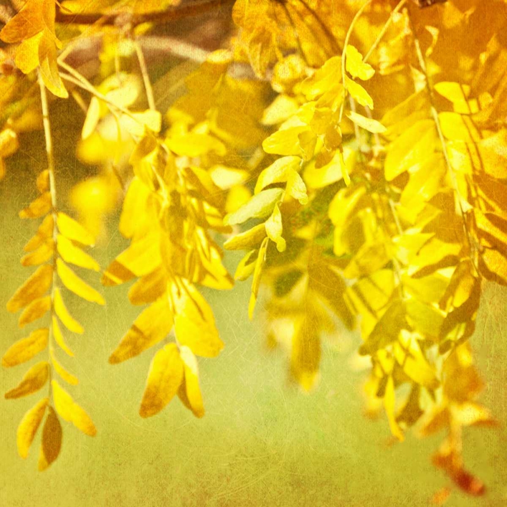 Autumn Photography I