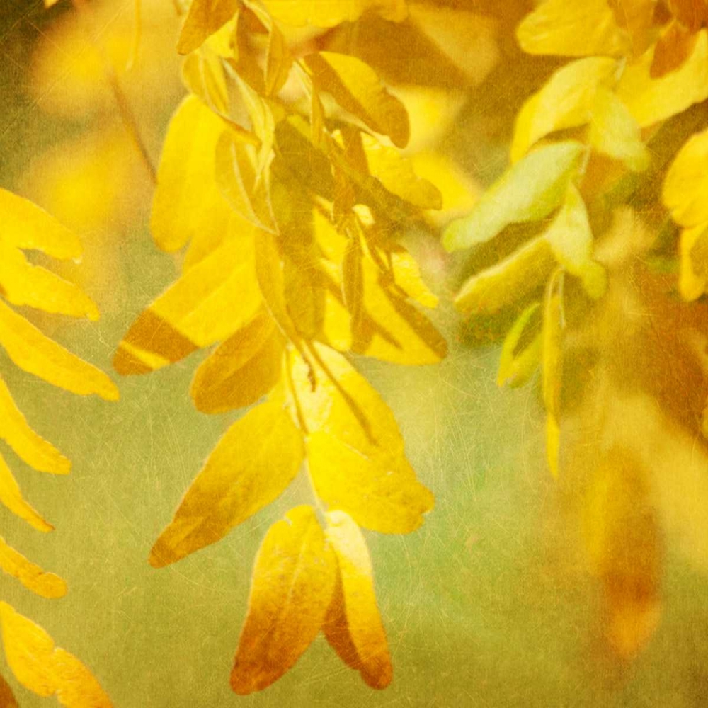 Autumn Photography II