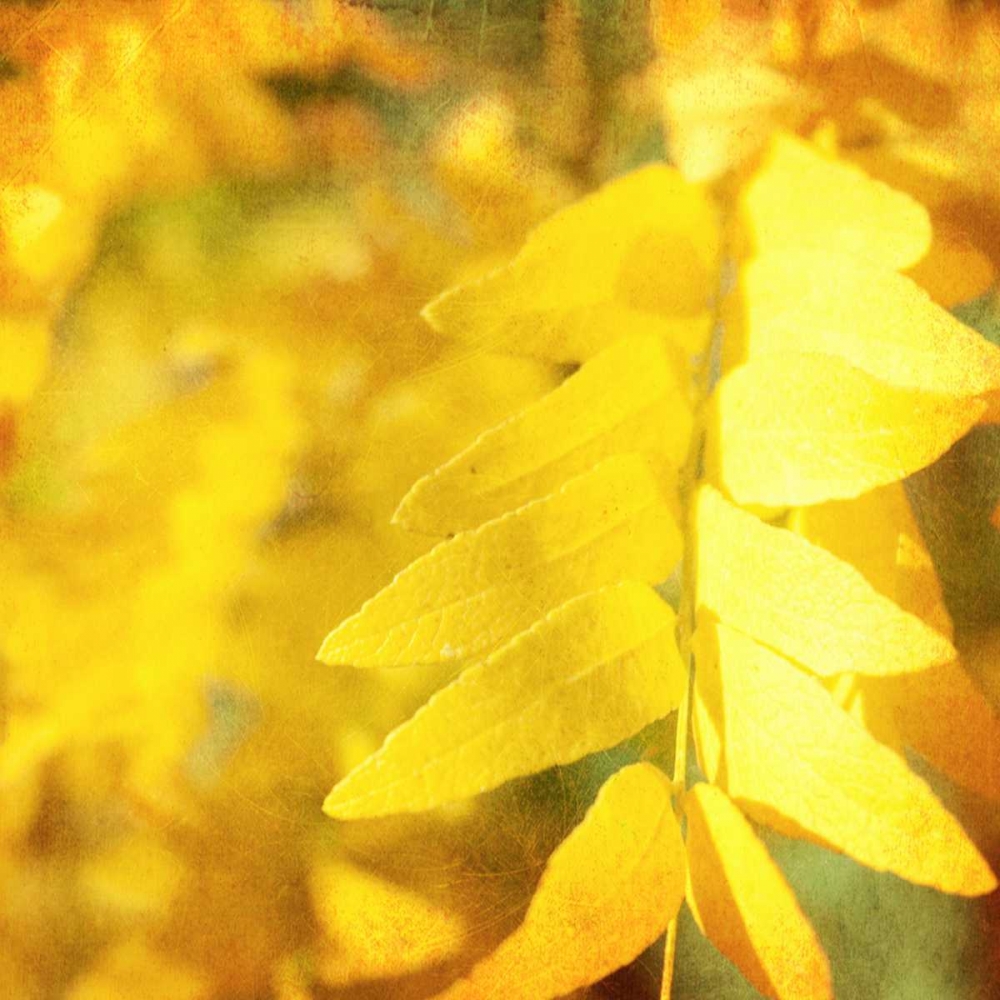 Autumn Photography III