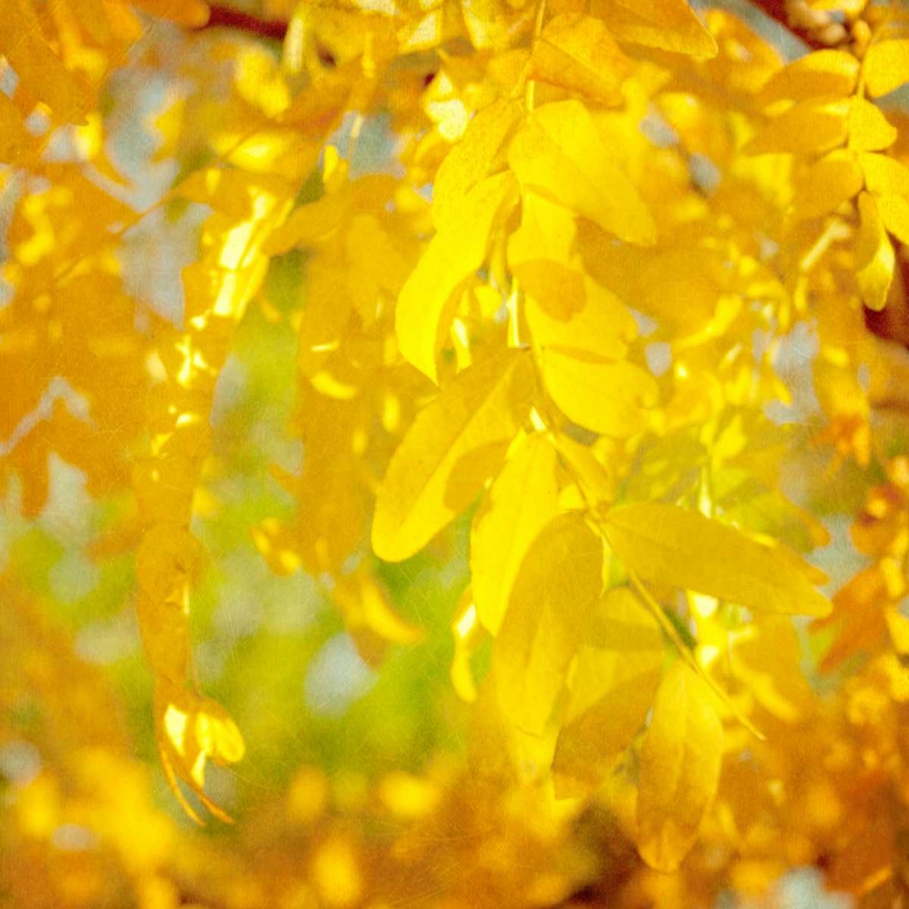 Autumn Photography IV