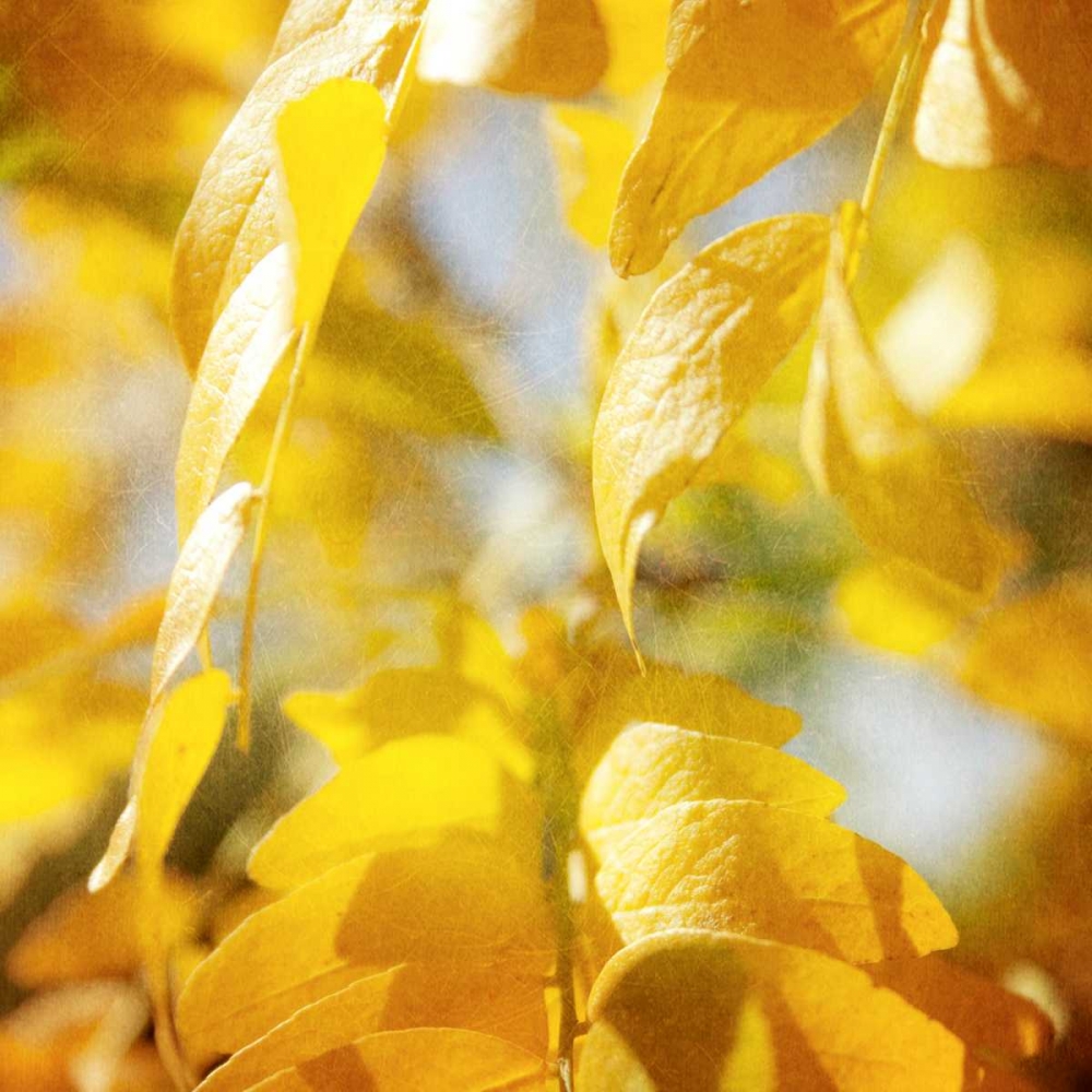 Autumn Photography V