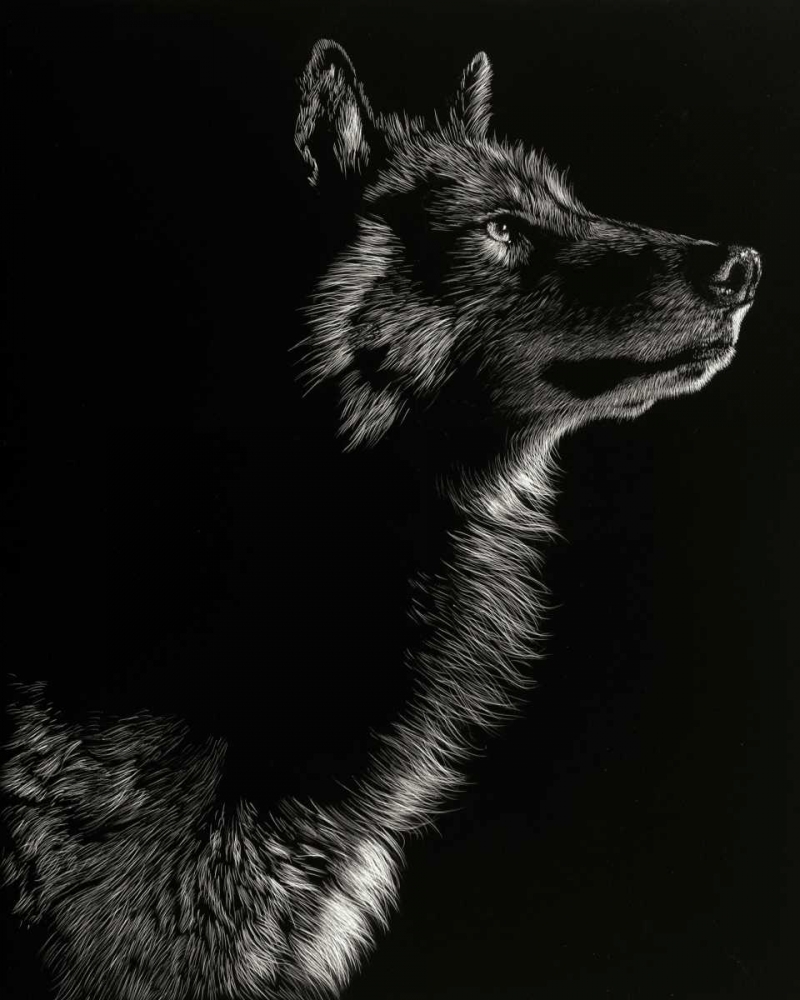 Scratchboard Wolf II