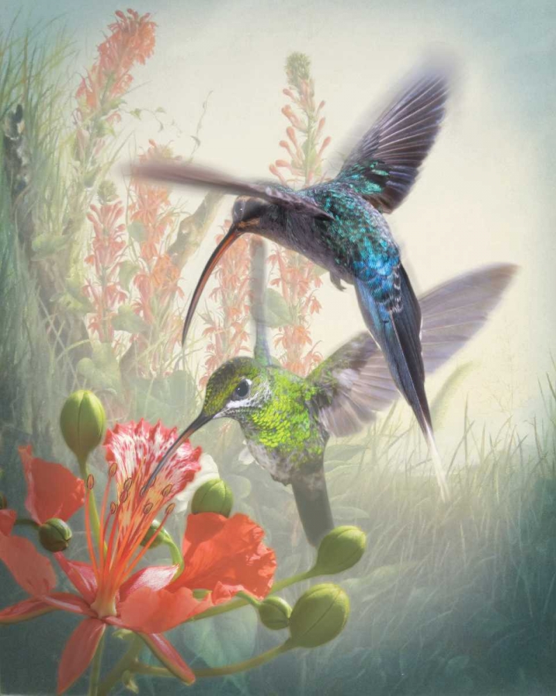 Hummingbird Cycle I