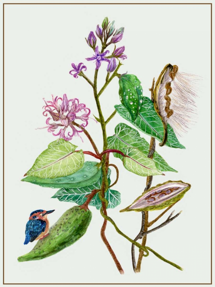 Metaplexis Japonica II