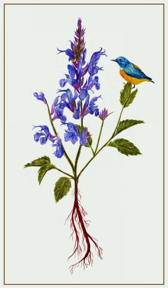 Salvia Miltiorrhiza I