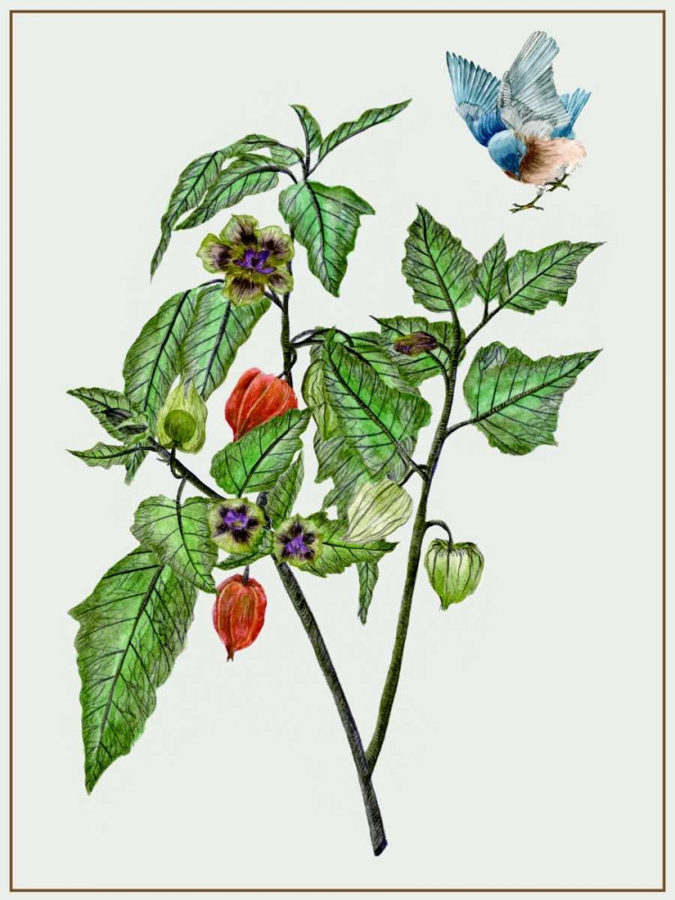 Cape Gooseberry I