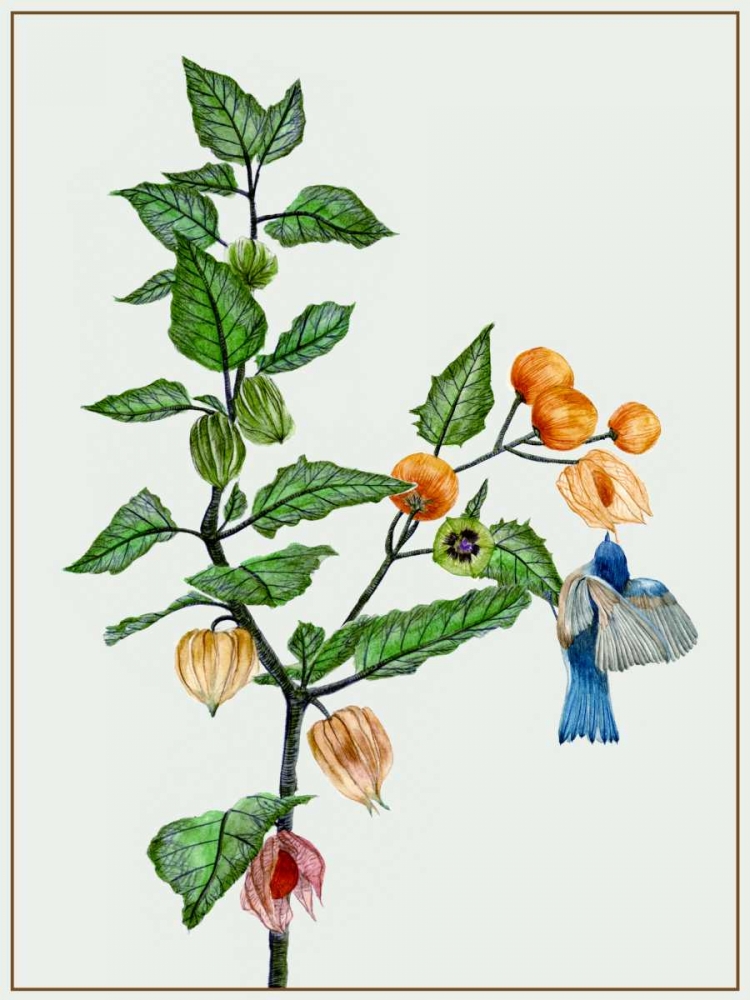 Cape Gooseberry II