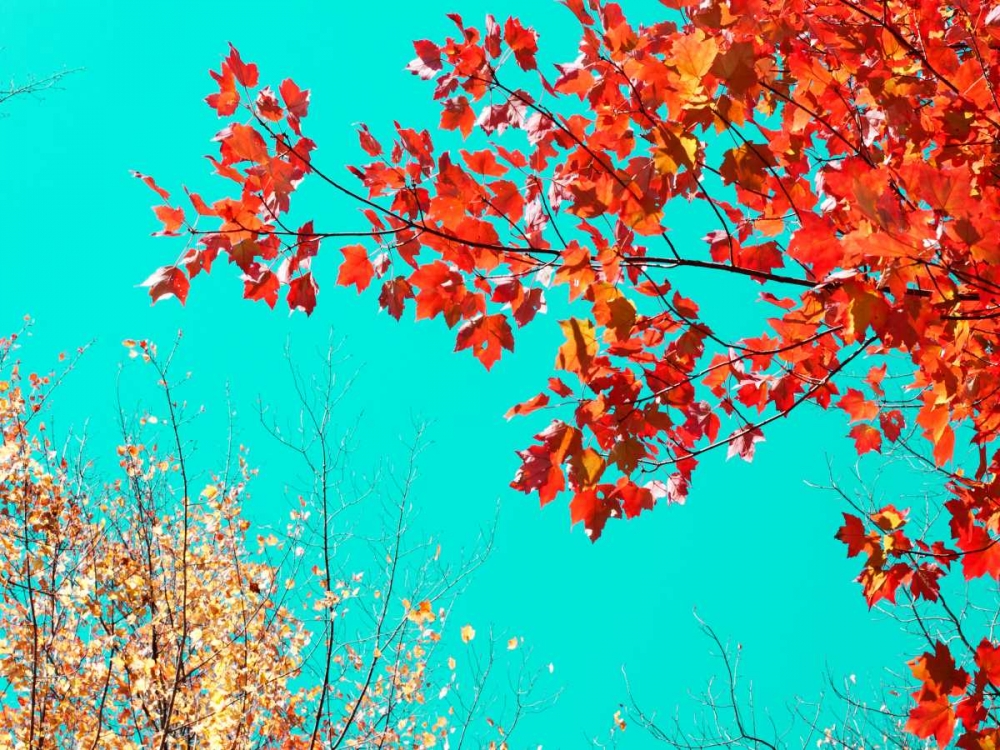 Autumn Tapestry I