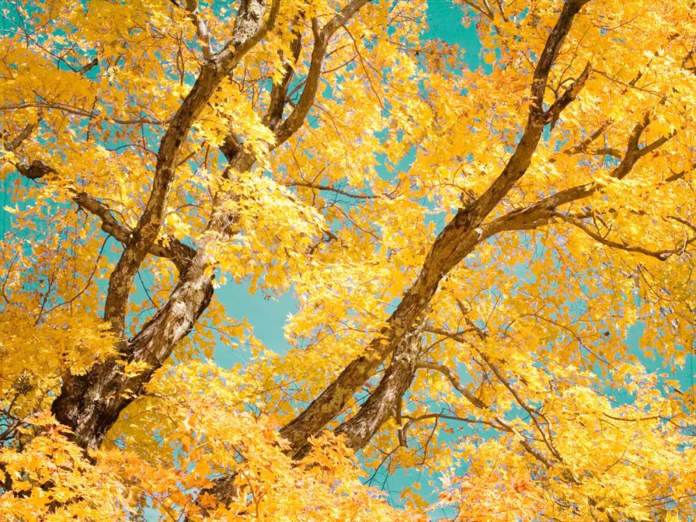 Autumn Tapestry V