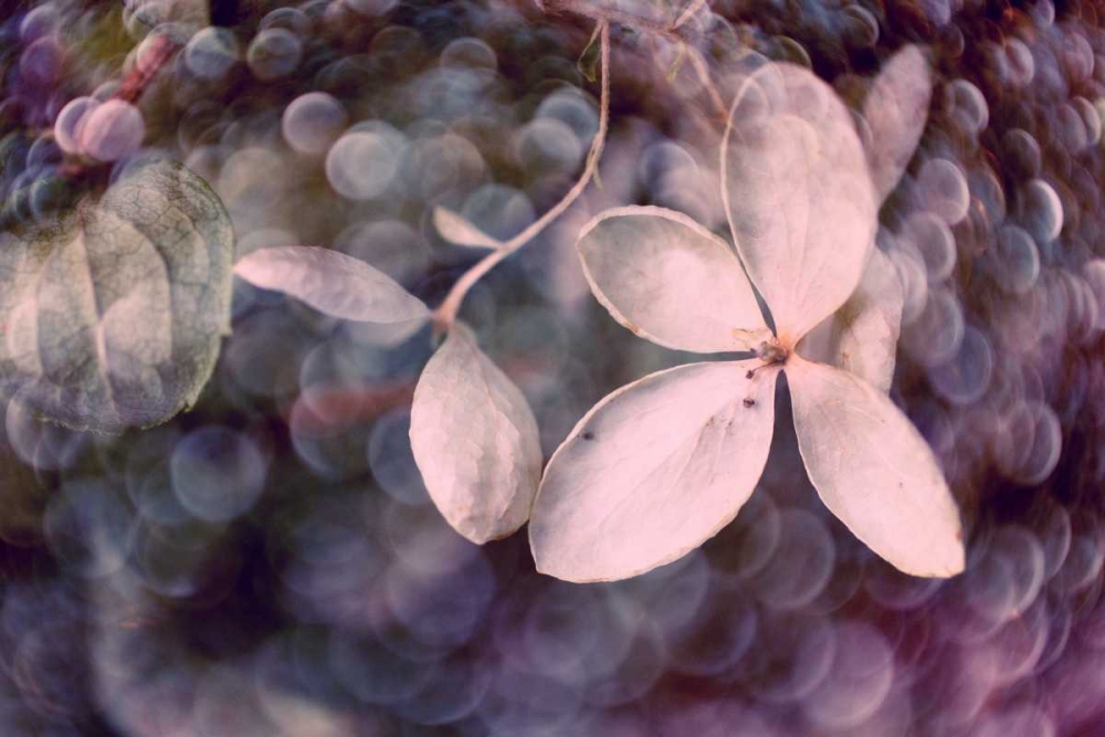 Purple Hydrangea