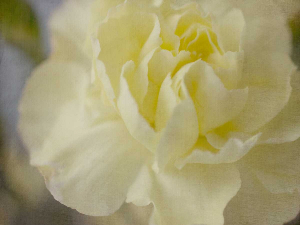Rose Whisper I