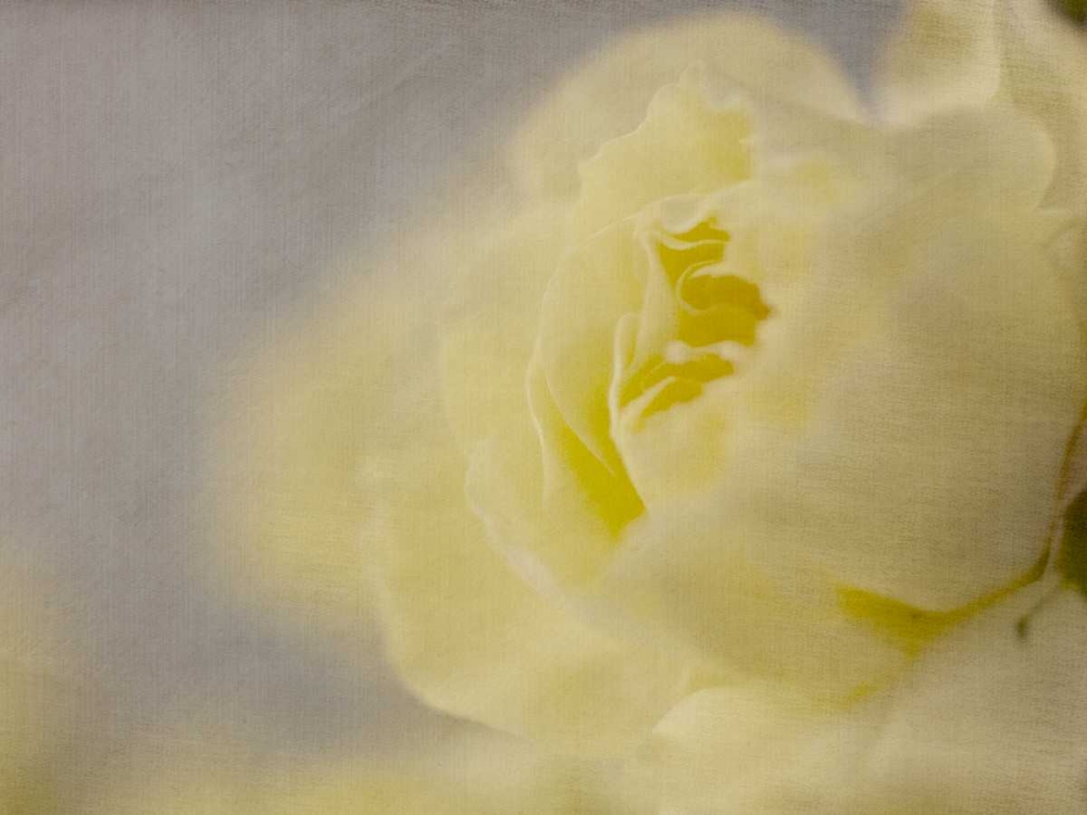 Rose Whisper II