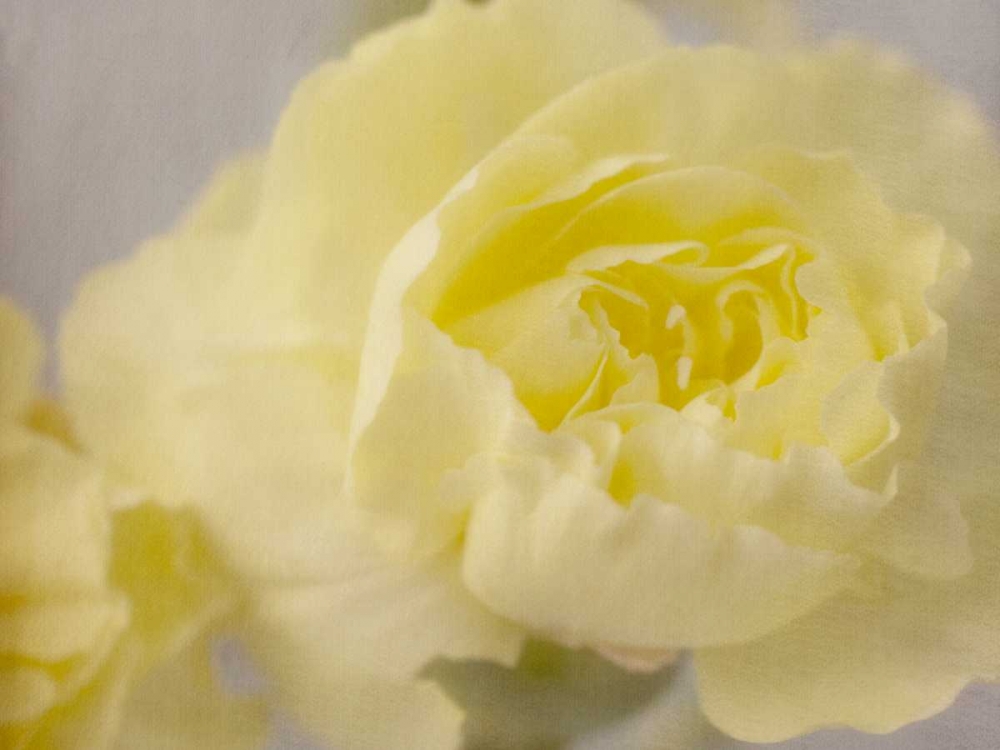 Rose Whisper III