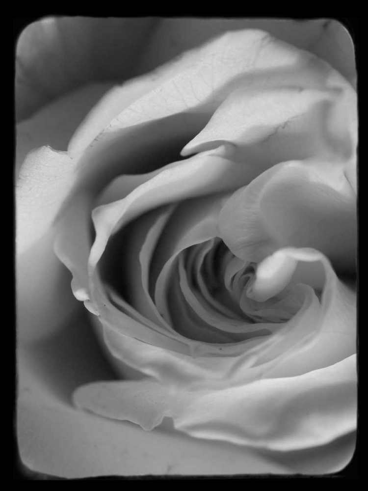 Rose Spiral I