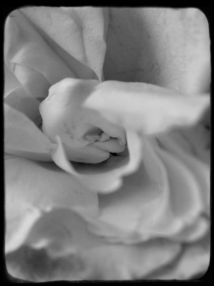 Rose Spiral II