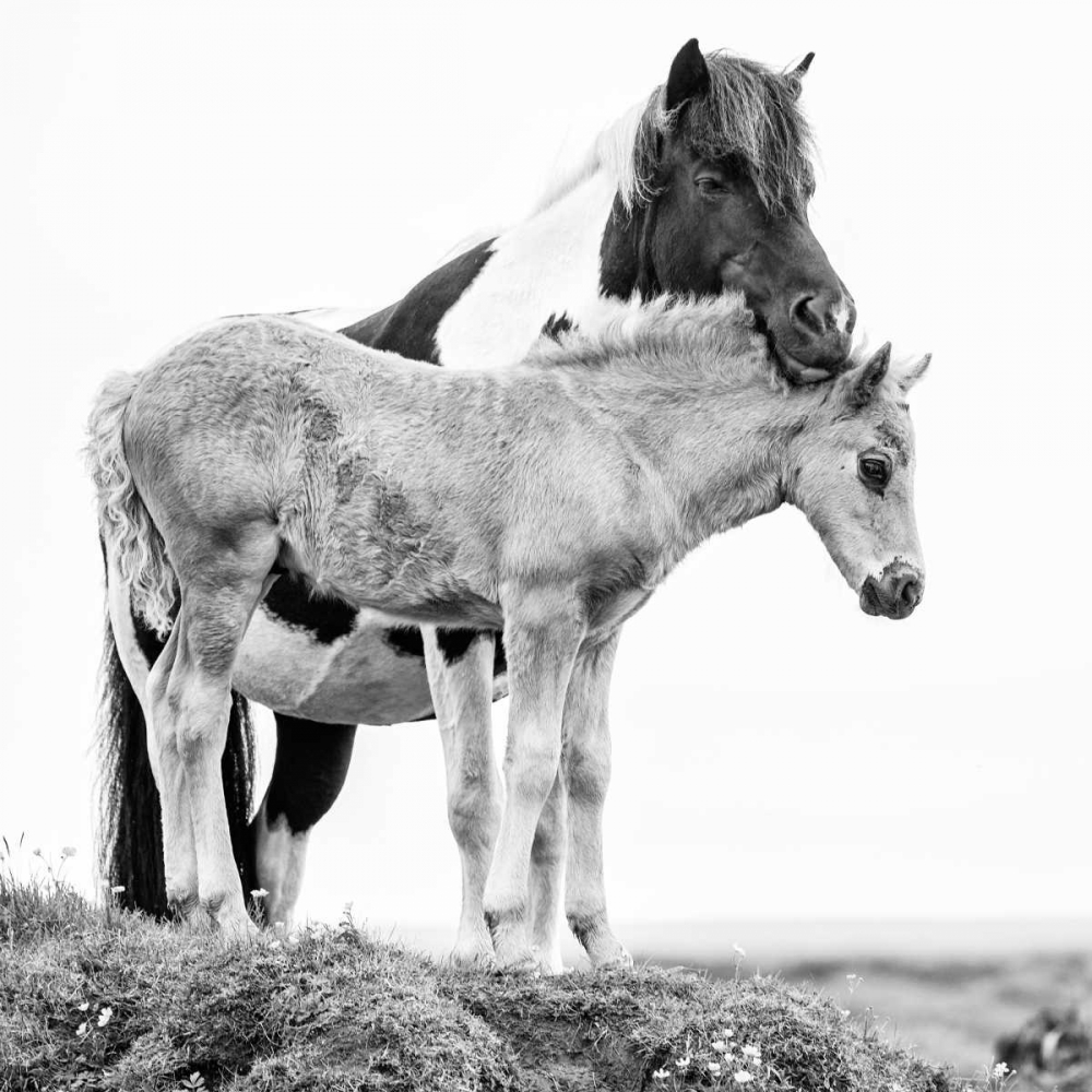 BandW Horses I