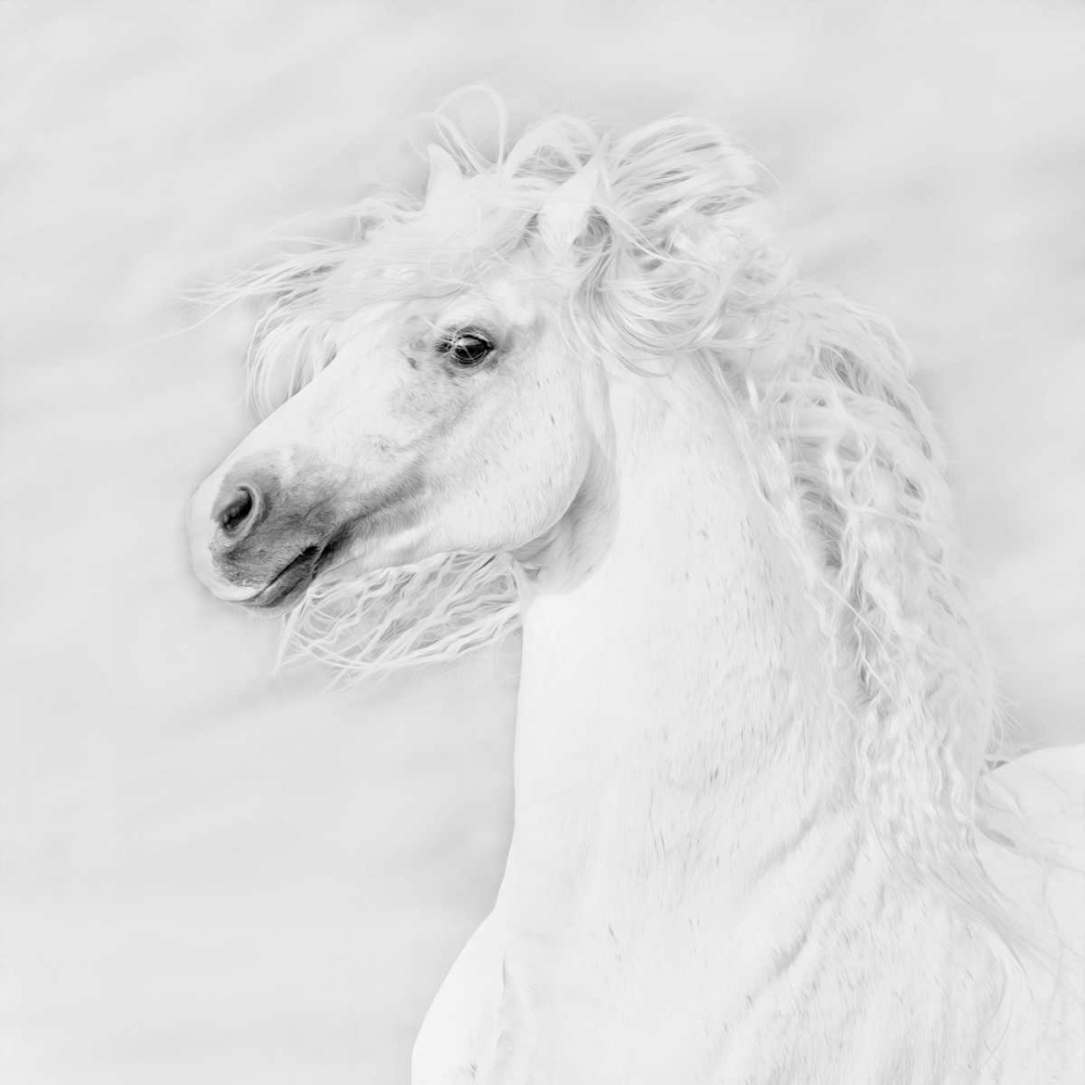 BandW Horses III