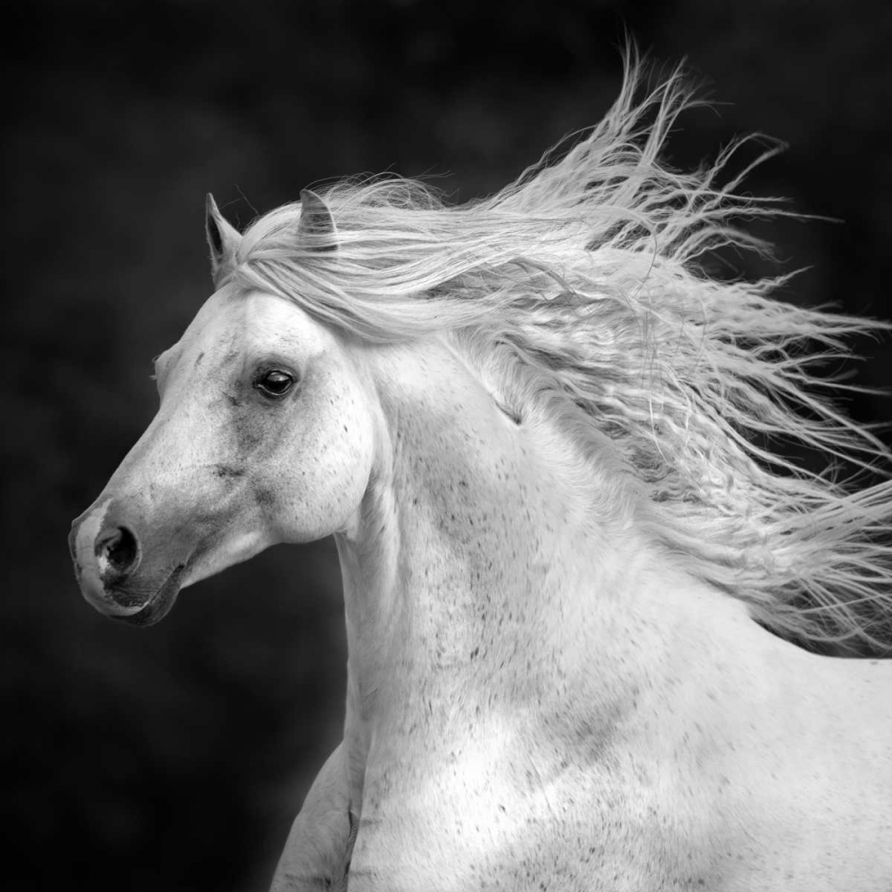 BandW Horses IV