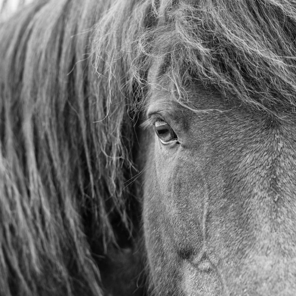 BandW Horses VI