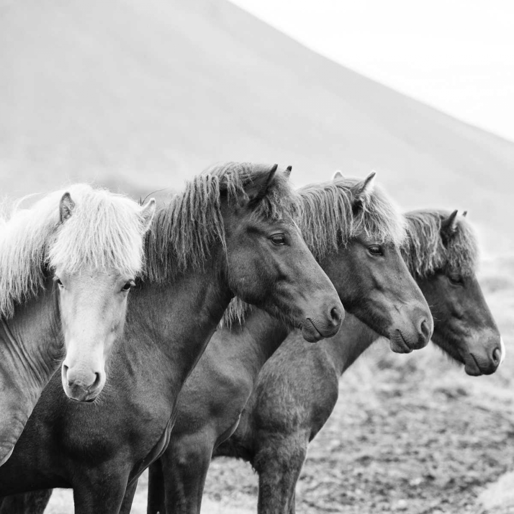 BandW Horses IX