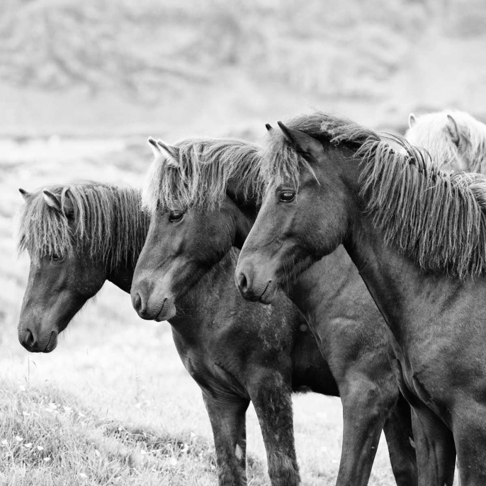 BandW Horses X